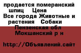 продается померанский шпиц  › Цена ­ 35 000 - Все города Животные и растения » Собаки   . Пензенская обл.,Мокшанский р-н